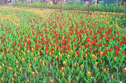 Vườn hoa nhiệt đới Mộc Châu