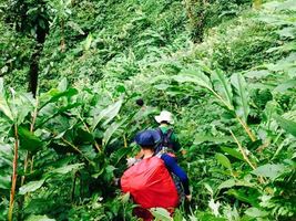 Con đường thảo quả