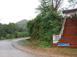 Bản Sao – Bông Lau
