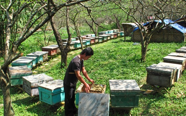 Phú Quốc Bee Farm
