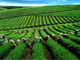 6 ngày đến Đà Lạt từ Hồ Chí Minh