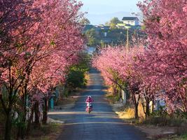 4 Days to Đà Lạt from Hà Nội