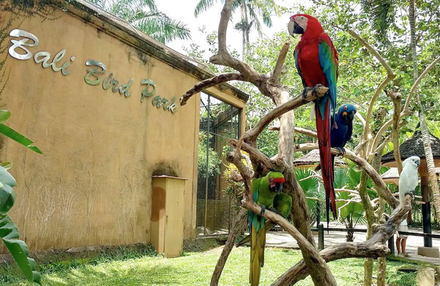 Bali Bird Park & Reptile